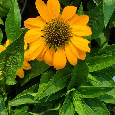 Artisan™ Yellow Ombre Coneflower