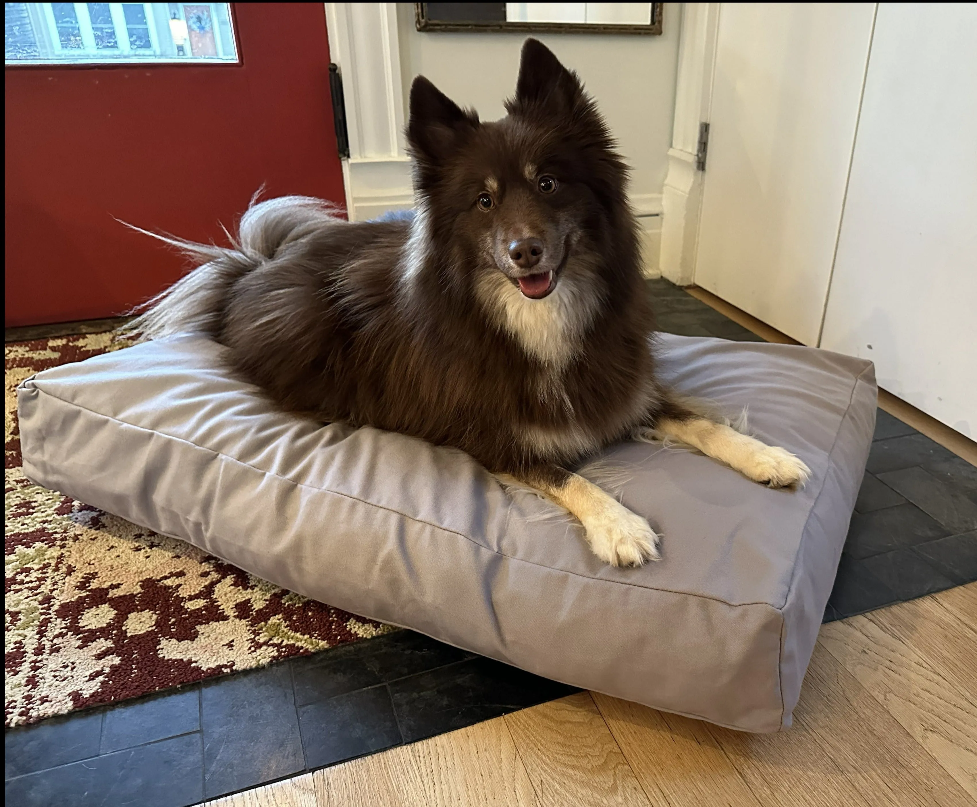 Cotton Duck Canvas Dog Bed - Lightweight CertiPUR Foam Fill