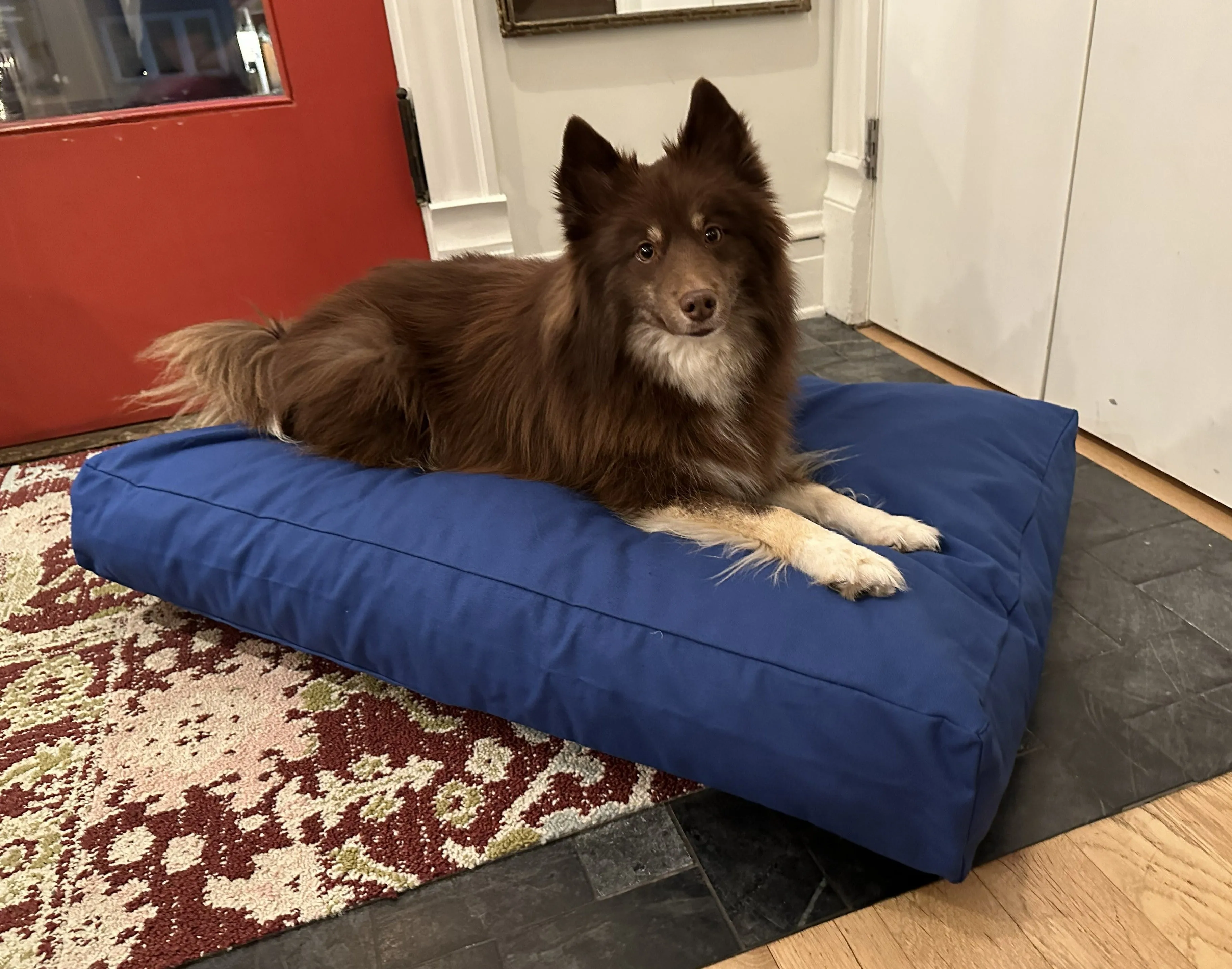 Cotton Duck Canvas Dog Bed - Lightweight CertiPUR Foam Fill