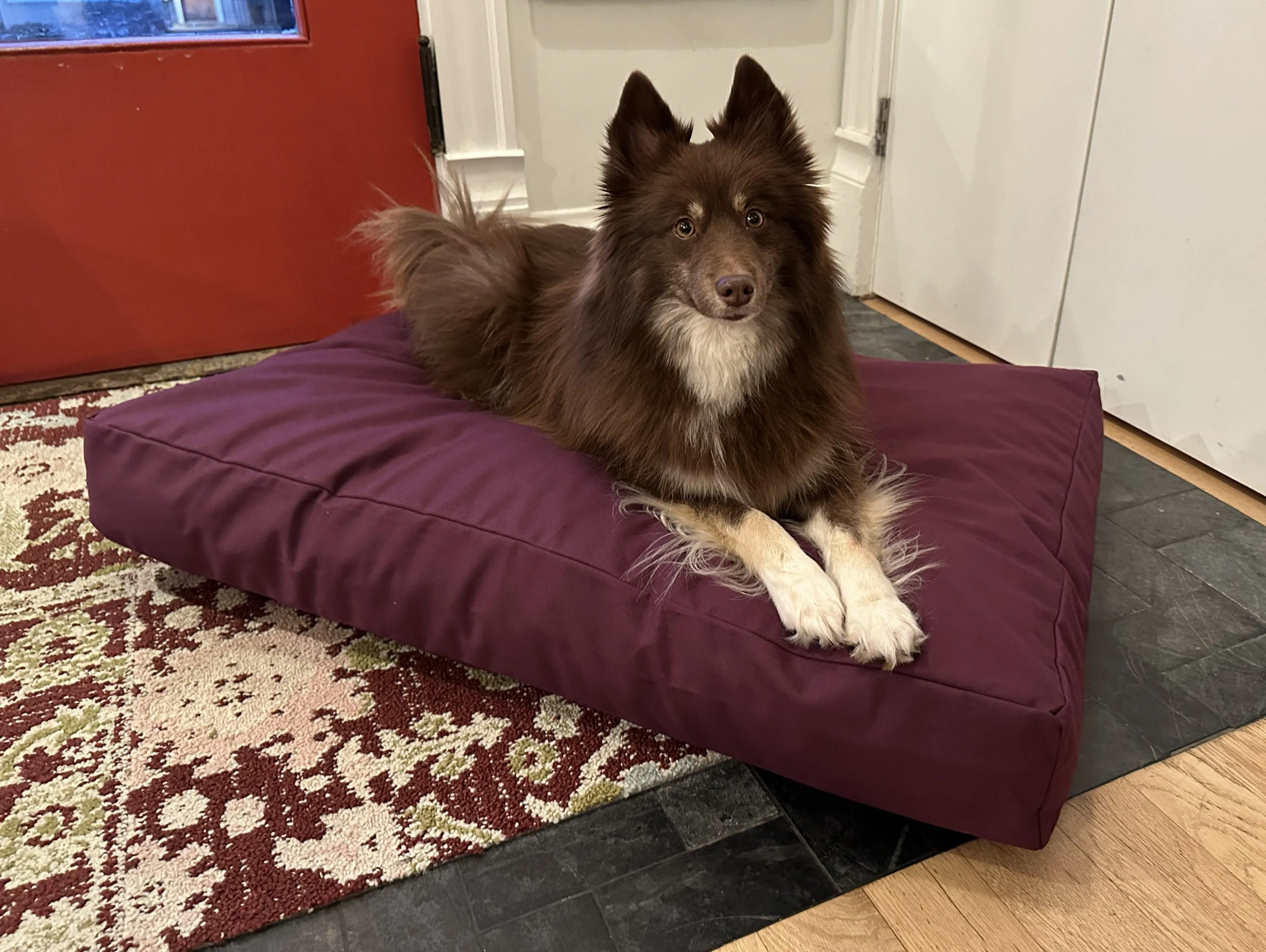 Cotton Duck Canvas Dog Bed - Lightweight CertiPUR Foam Fill