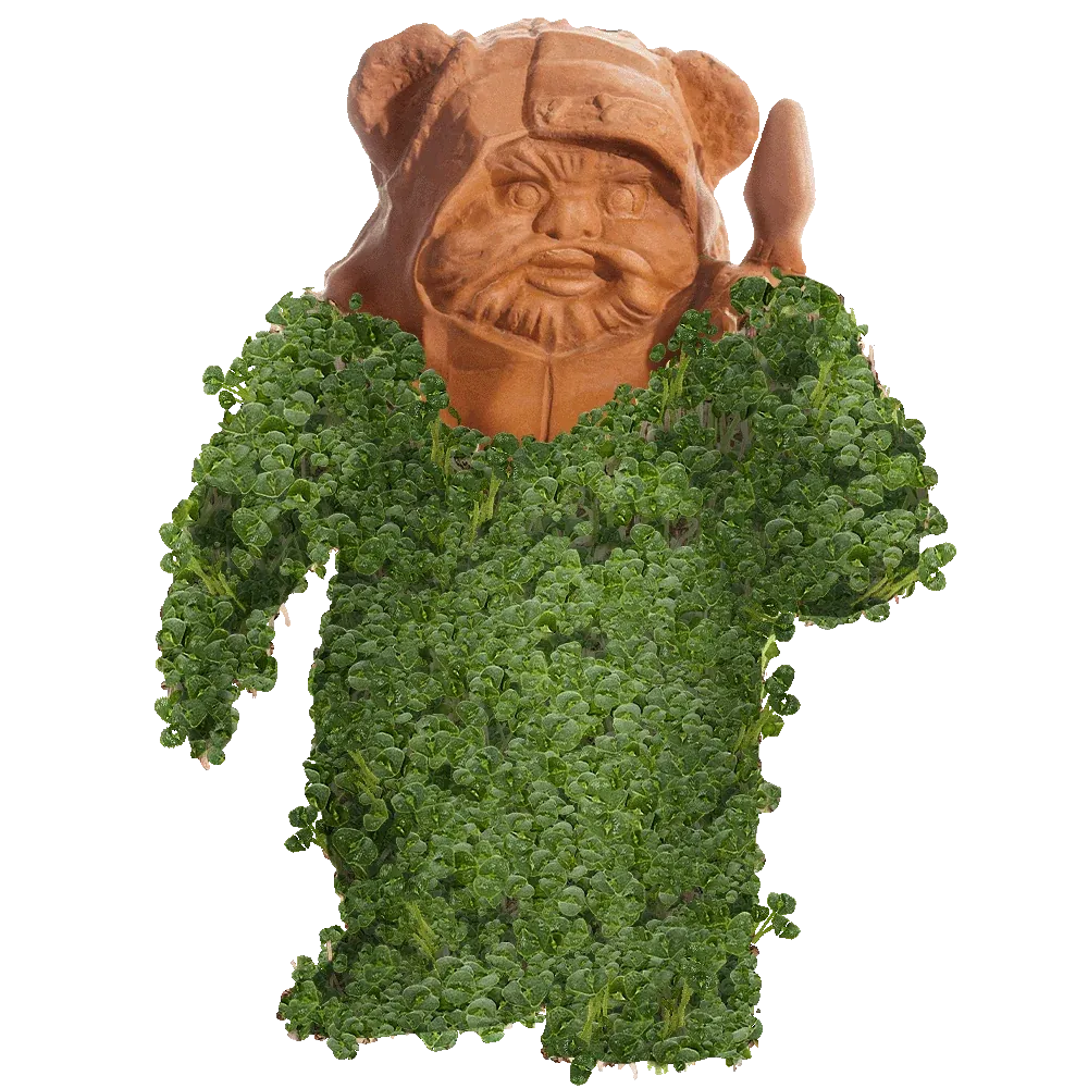 EWOK CHIA PET