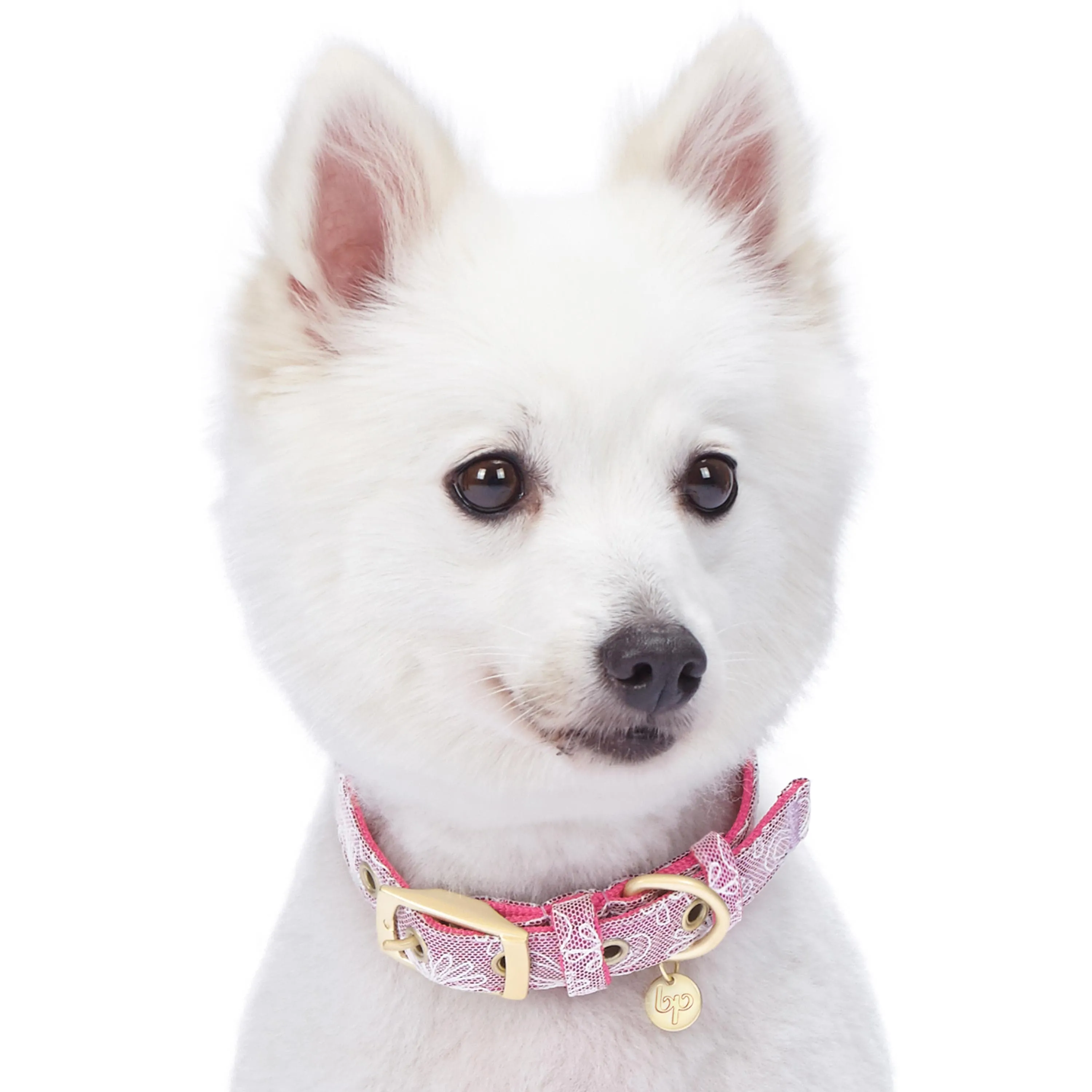 Glam Life Gold Stamping Lace Dog Collar