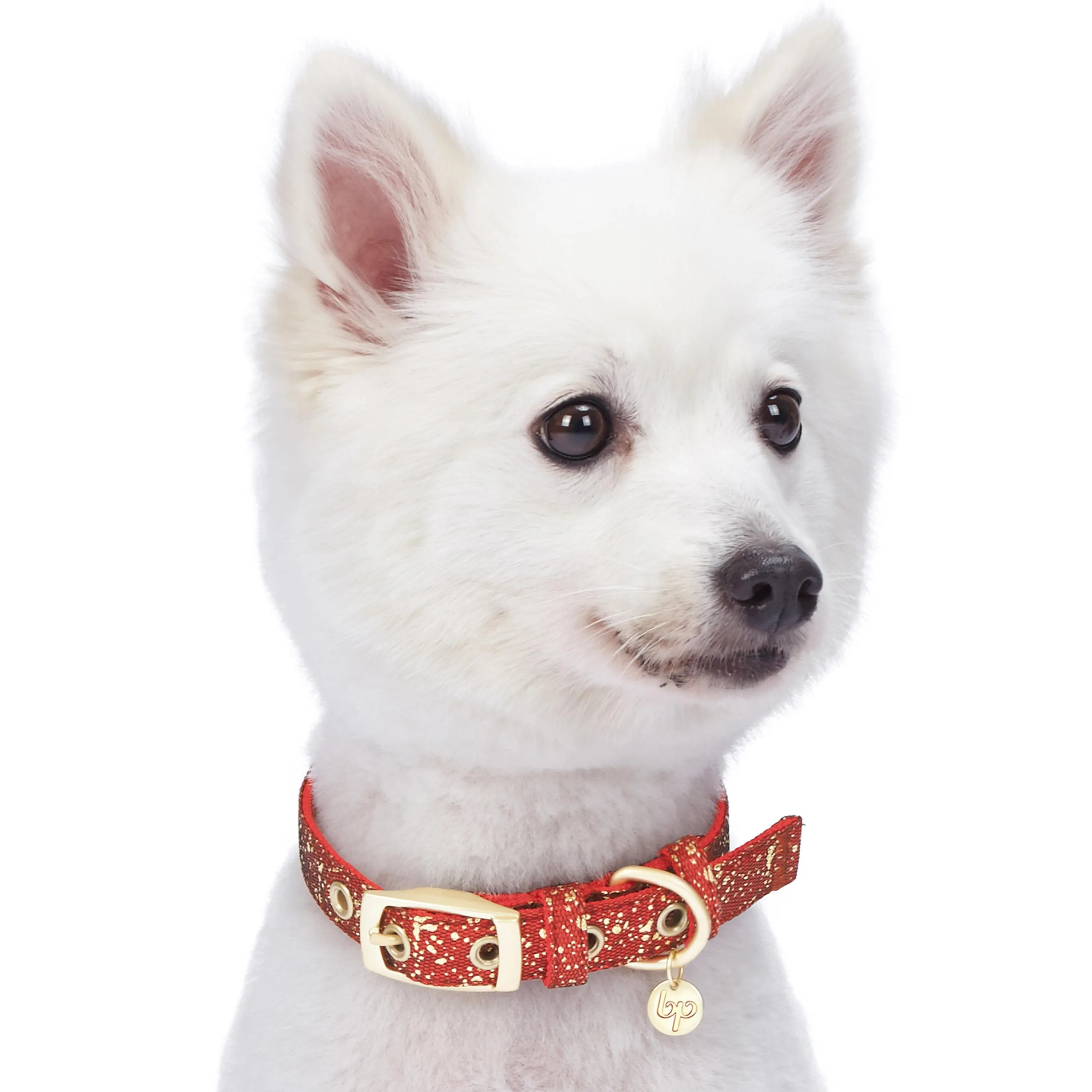 Glam Life Gold Stamping Lace Dog Collar