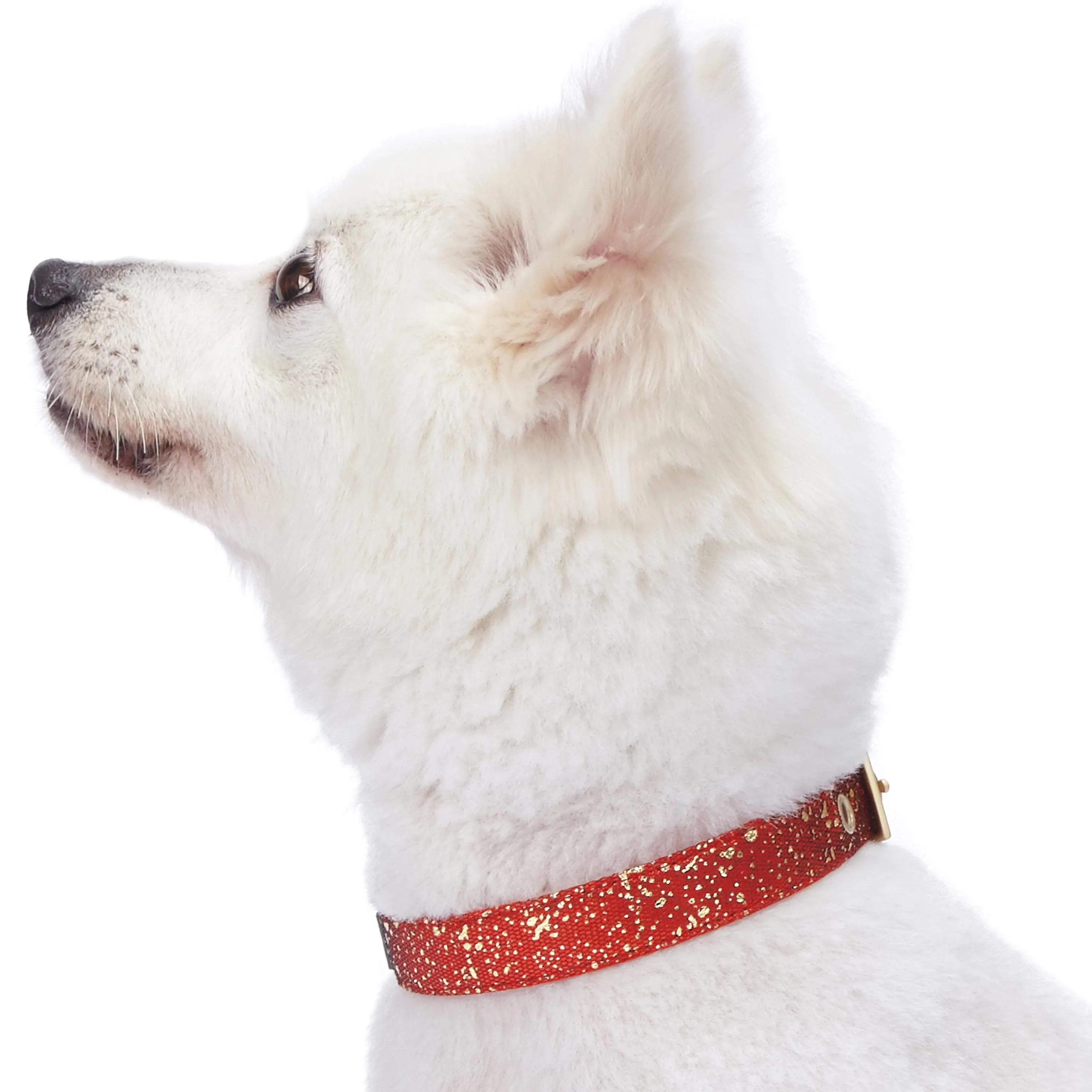 Glam Life Gold Stamping Lace Dog Collar