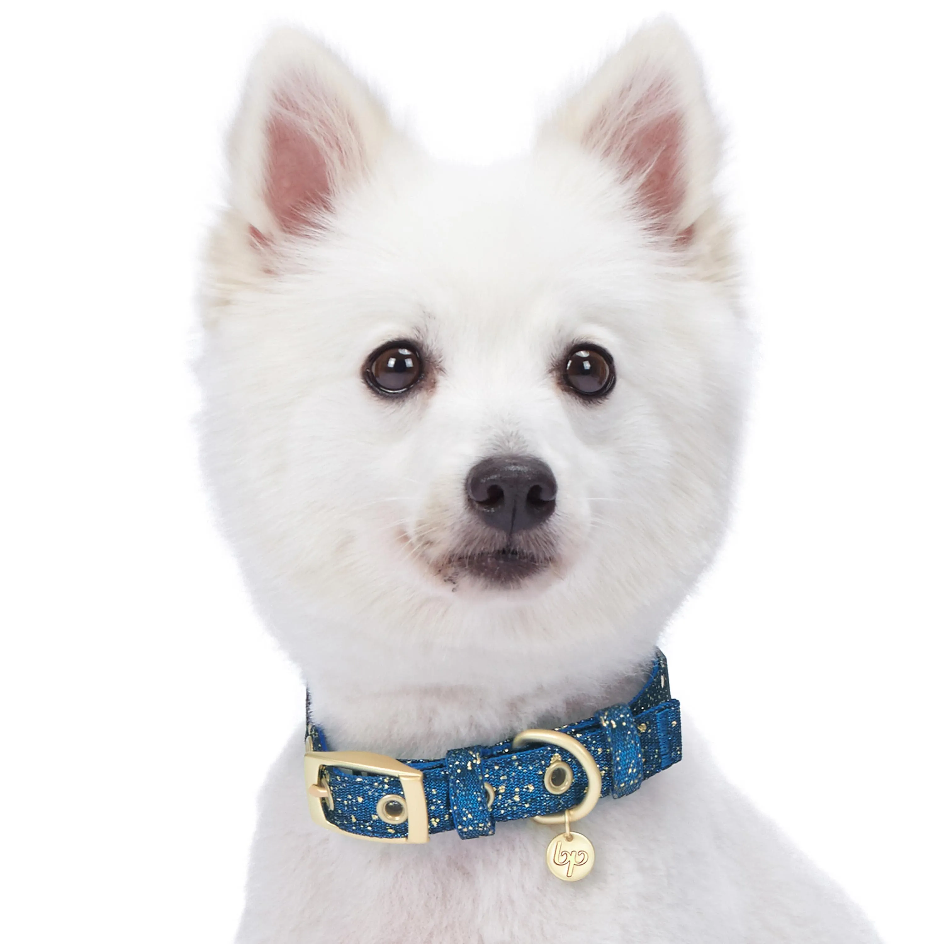 Glam Life Gold Stamping Lace Dog Collar