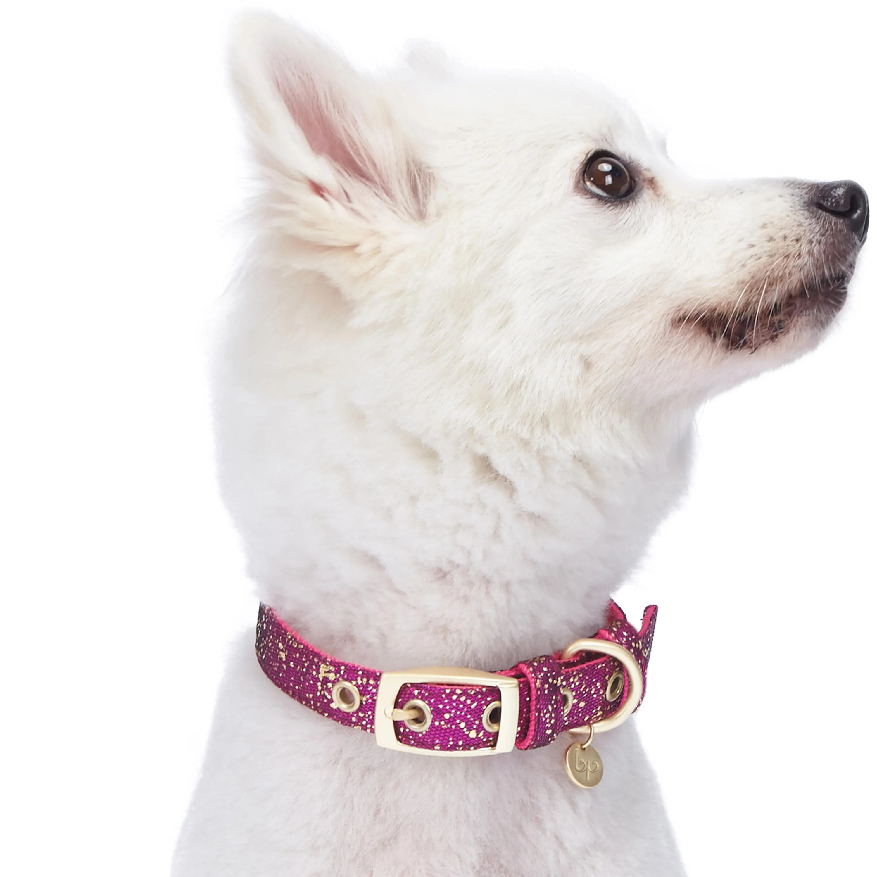 Glam Life Gold Stamping Lace Dog Collar