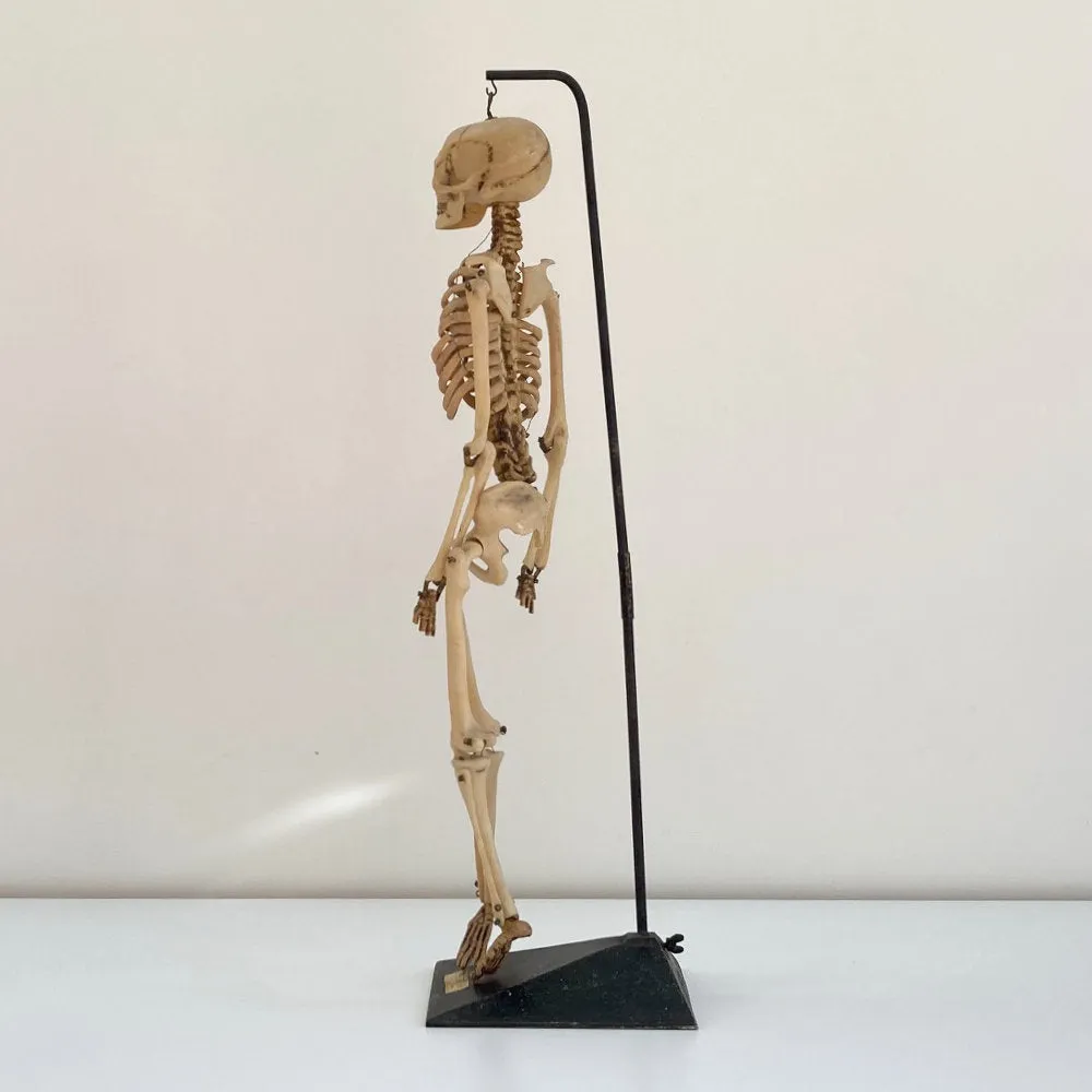 Mid Century Table Top Anatomical Skeleton by The Educational & Scientific Plastics Company