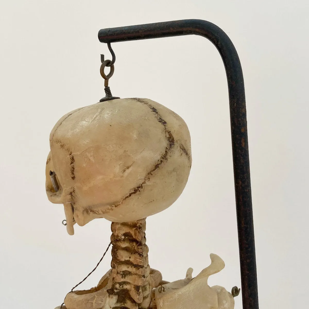 Mid Century Table Top Anatomical Skeleton by The Educational & Scientific Plastics Company