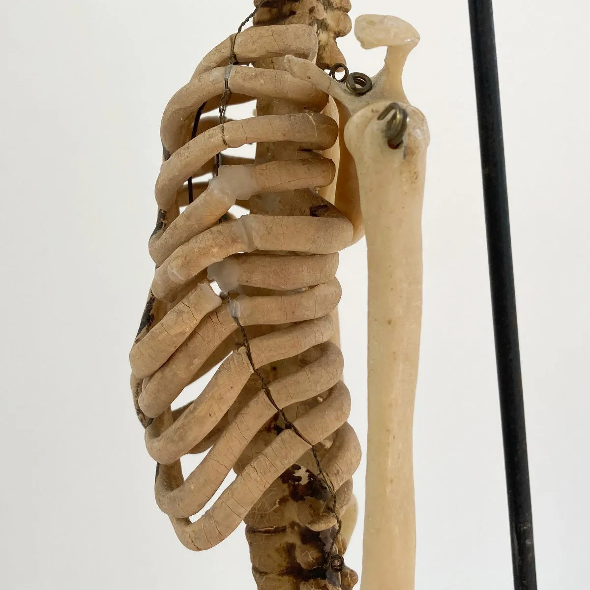 Mid Century Table Top Anatomical Skeleton by The Educational & Scientific Plastics Company