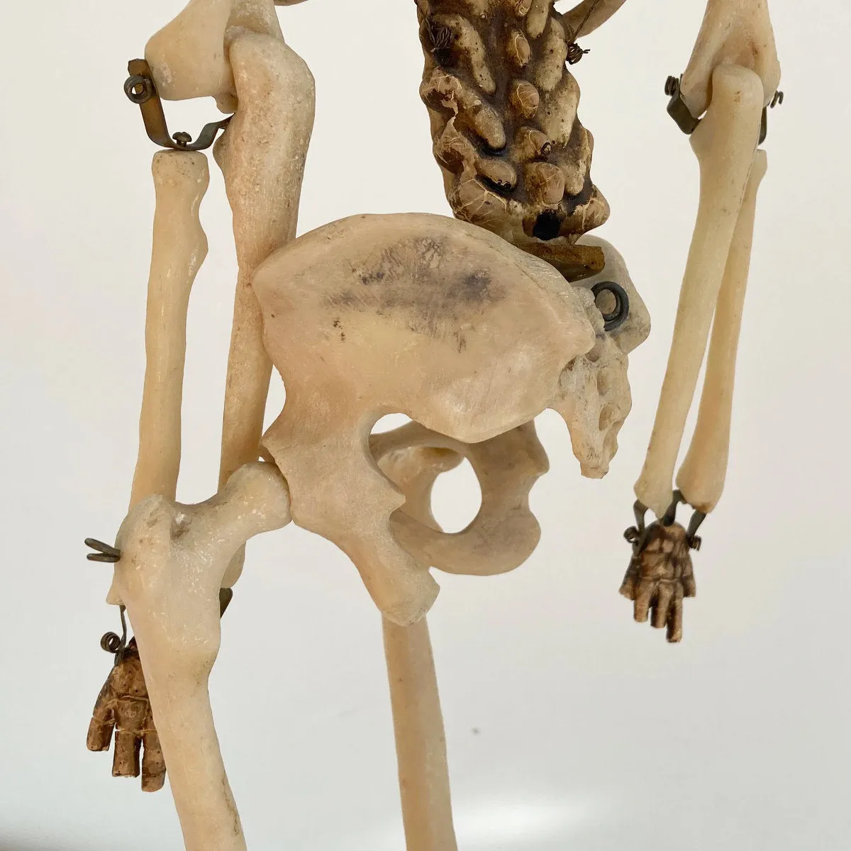 Mid Century Table Top Anatomical Skeleton by The Educational & Scientific Plastics Company