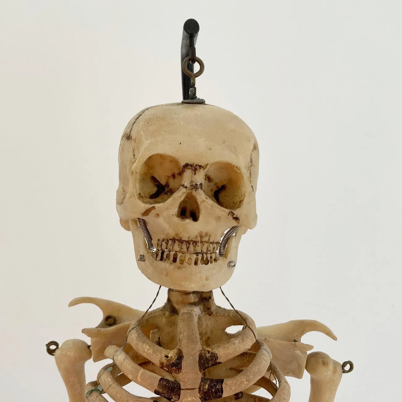 Mid Century Table Top Anatomical Skeleton by The Educational & Scientific Plastics Company