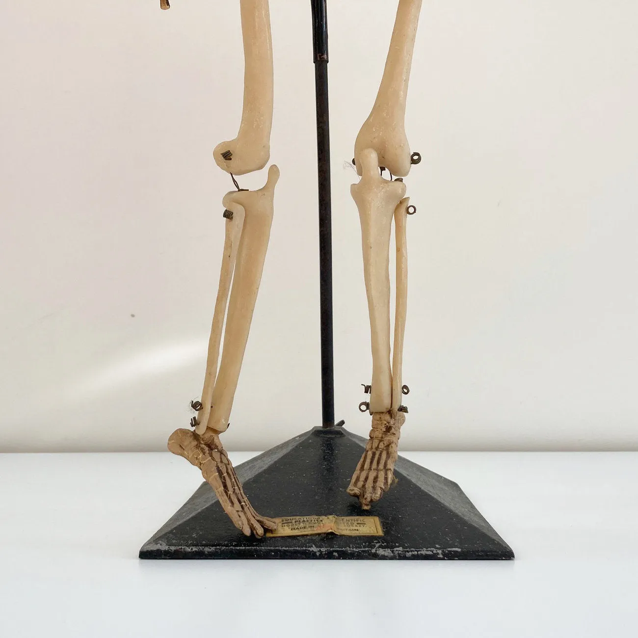 Mid Century Table Top Anatomical Skeleton by The Educational & Scientific Plastics Company