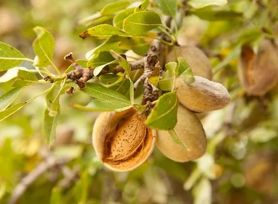 Raw Almonds