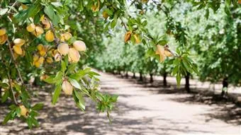 Raw Almonds