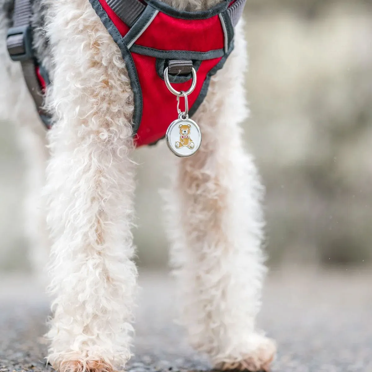 Red Dingo Teddy Bear Tag Pet ID